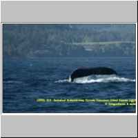 15951 323  Buckelwal Walewatching Victoria Vancouver Island Kanada 2009.jpg